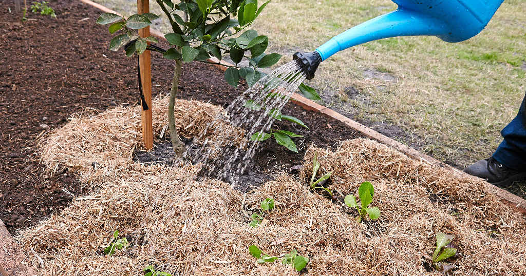 Eight steps to a spring vegetable garden. Eight steps to a spring vegetable garden.